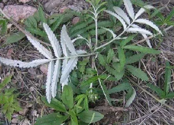 功效常识|翻白草的功效与作用及食用方法