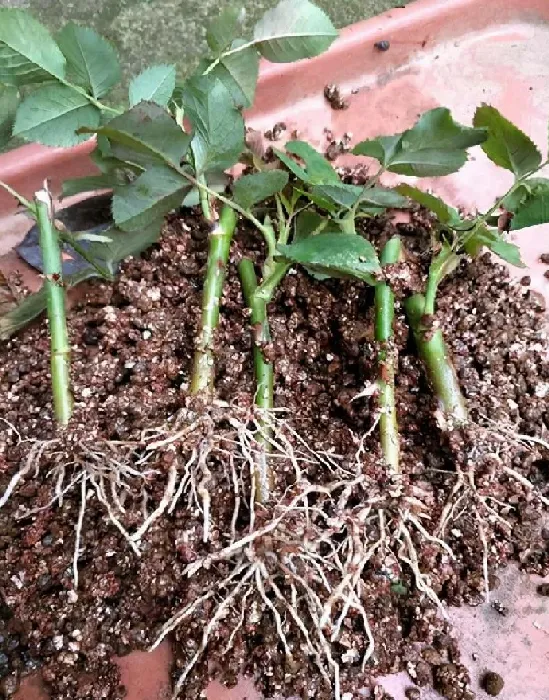 植物扦插|月季花可以插枝成活吗（月季花几月份扦插最容易成活）