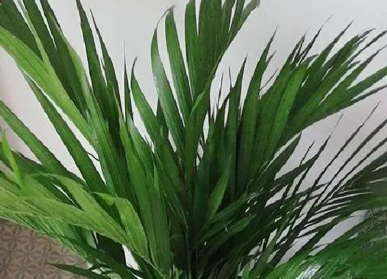植物百科|富贵椰子开花吗 开花什么样子