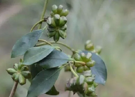 植物播种|八角种子怎么种植方法