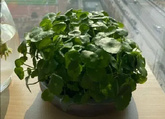 植物种类|铜钱草是多年生植物吗