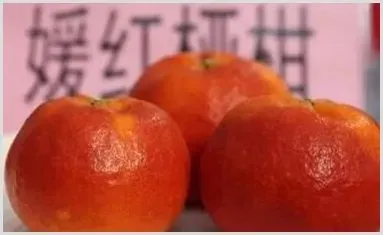 红韵香柑是媛红椪柑吗？有哪些区别？ | 农业科普