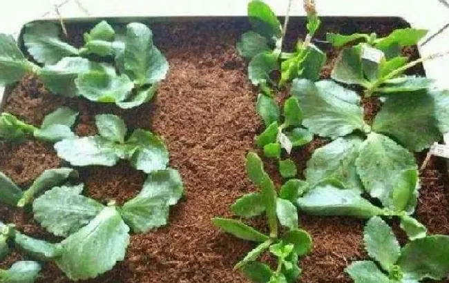 植物浇水|长寿花扦插后需要浇水吗（长寿花刚扦插怎样浇水养护）