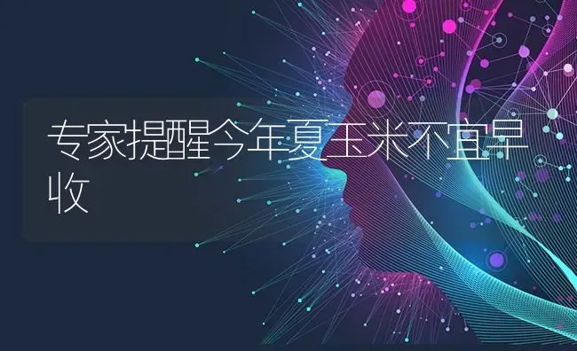 专家提醒今年夏玉米不宜早收 | 粮油作物种植