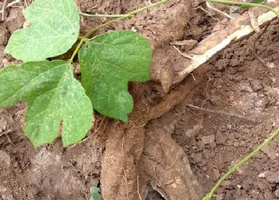 植物百科|葛根长在什么地方
