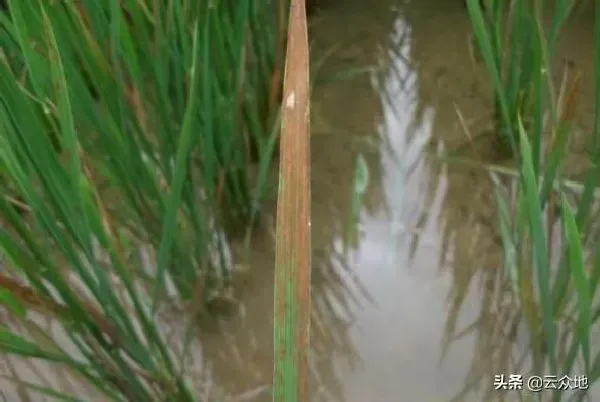 植物病害|水稻赤枯病的症状表现及防治方法（赤枯病最有效治疗方法）