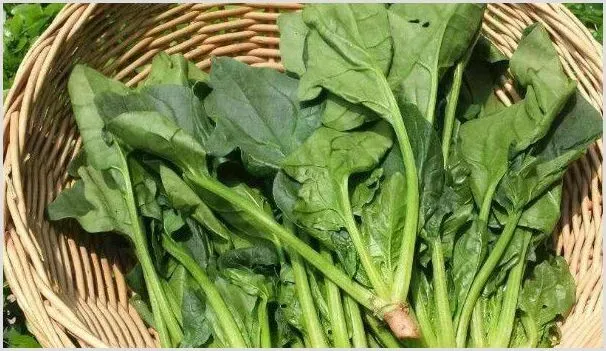 2月可以种什么蔬菜 | 农业技术