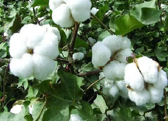 植物施肥|棉花施什么肥最好