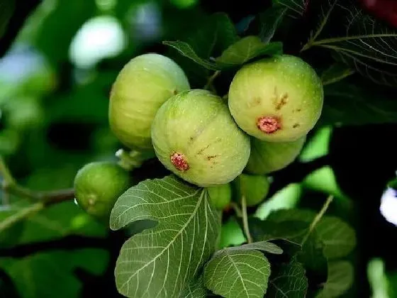 吸甲醛|无花果可以净化空气吗 有吸甲醛的作用吗