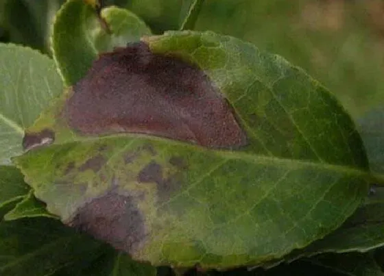植物病害|月季病毒病症状与防治方法