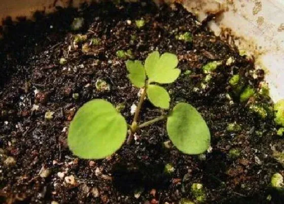 种植育种|耧斗菜种子的种植方法