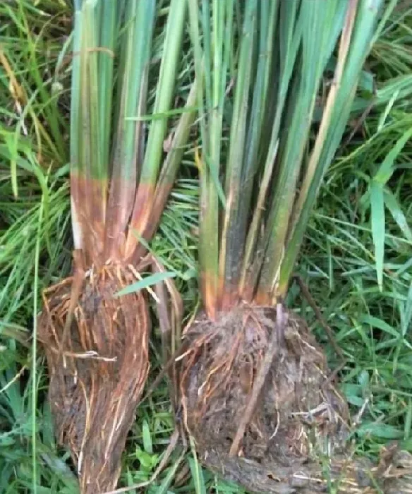 植物病害|水稻赤枯病的症状表现及防治方法（赤枯病最有效治疗方法）