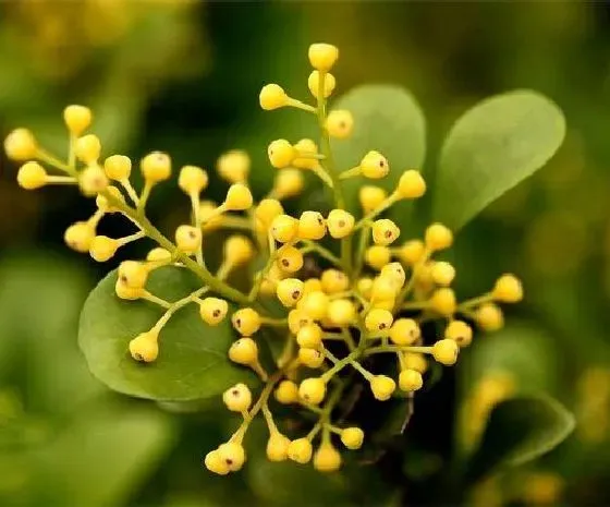 冬天植物|米兰怎么过冬天