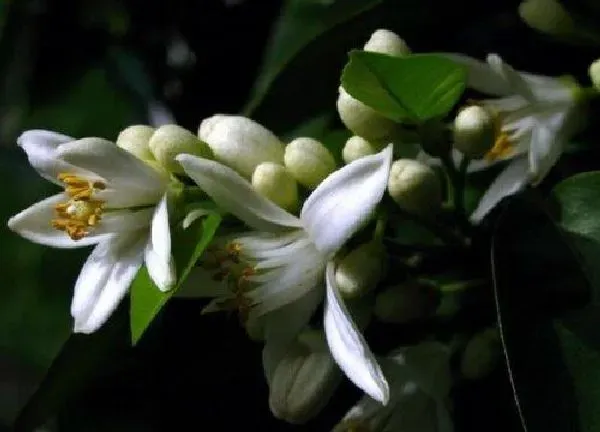 植物浇水|橘子树开花时能浇水吗