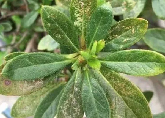 植物虫害|杜鹃花长虫子怎么办