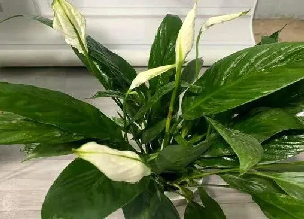 植物浇水|白鹤芋多长时间浇一次水