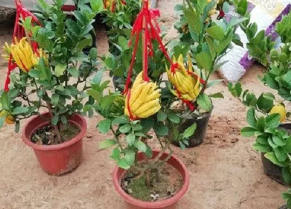 养殖科普|佛手瓜可以种在花盆里吗