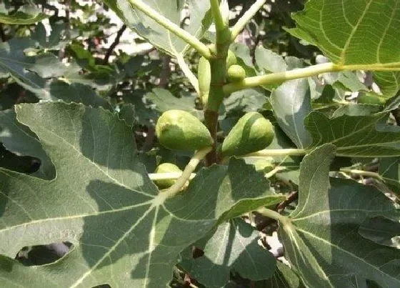 植物产地|无花果原产地在哪里