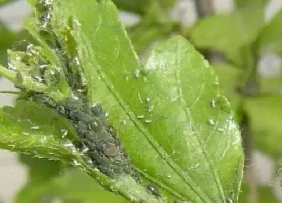 植物虫害|扶桑长虫子怎么办