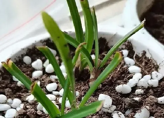 植物百科|彼岸花冬天开花吗