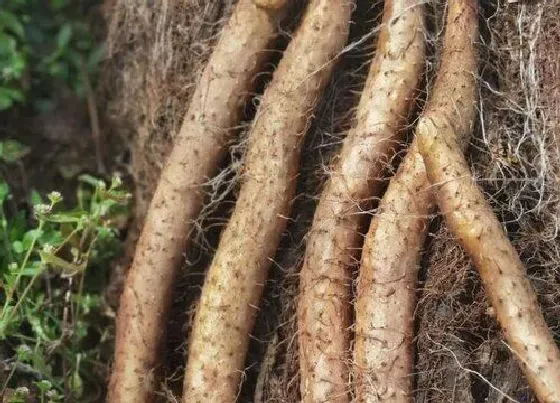 种植管理|山药的生长周期是多长时间