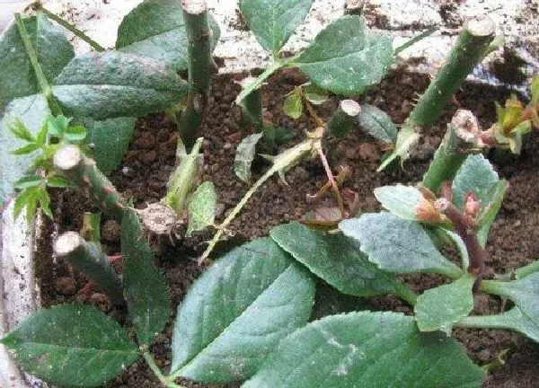 植物生根|山地玫瑰扦插多久生根