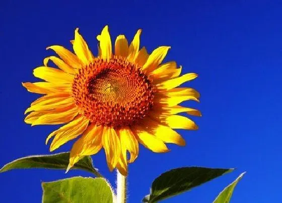 花语|向日葵代表什么花语
