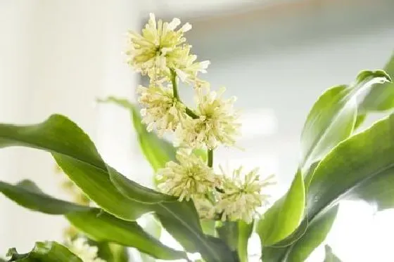 植物百科|螺纹铁开花好不好 开花的风水寓意