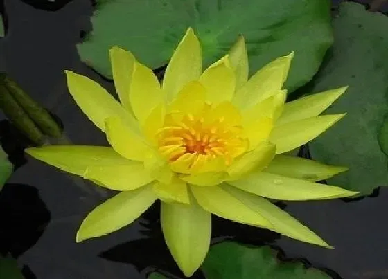 花语|黄色睡莲的花语和寓意