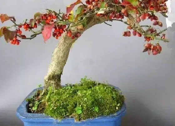 植物种类|红叶盆栽有哪些 常见红叶盆栽植物