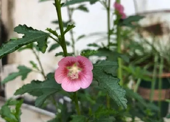 种植土壤|木槿花用什么土最好 盆栽木槿花喜欢什么样的土壤