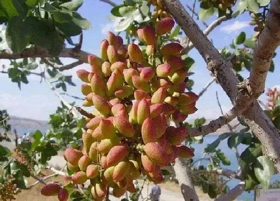 果实成熟|开心果几月份成熟采摘 在几月开花几月结果