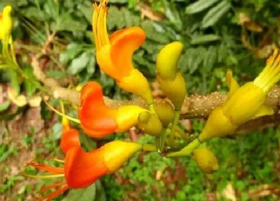 植物百科|栗豆树开花吗 开花什么样子