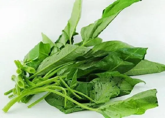 植物百科|空心菜是一年生还是多年生