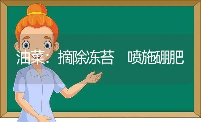 油菜：摘除冻苔 喷施硼肥 | 粮油作物种植
