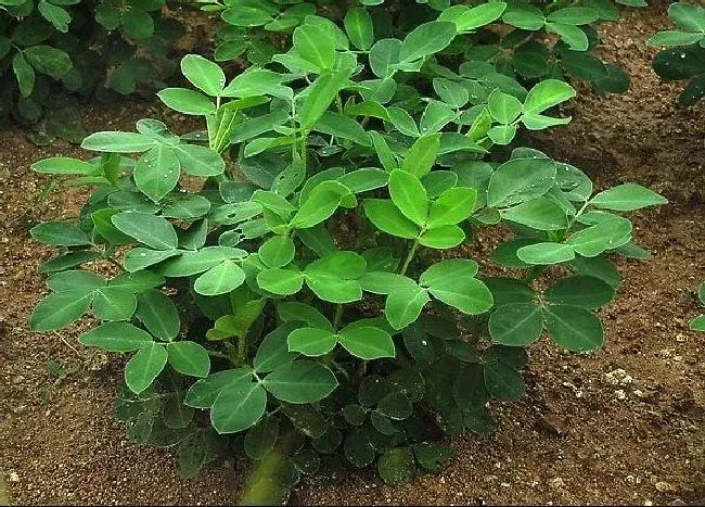 种植管理|种植花生怎么提高产量，教你七个花生增产管理小妙招）