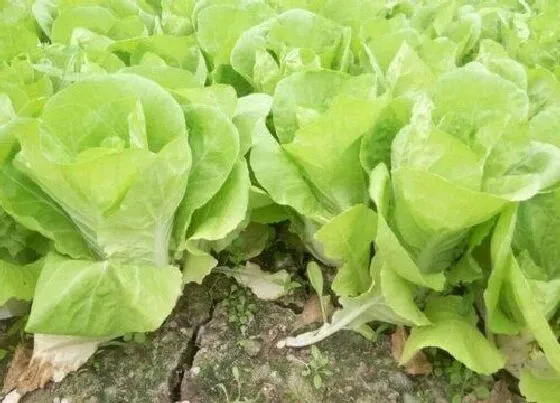 植物育苗|白菜种子催芽方法