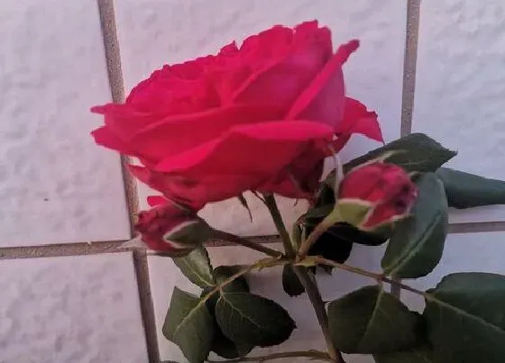 花语|11朵红玫瑰代表什么花语