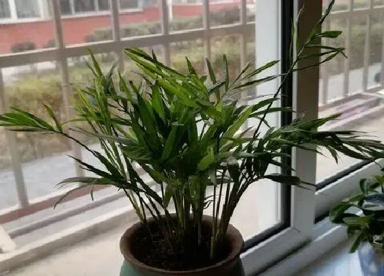植物百科|富贵椰子开花吗 开花什么样子