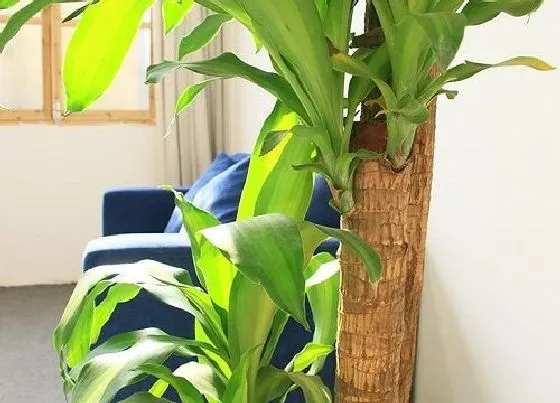植物排行|室内植物有哪些