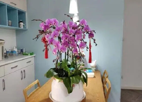 植物百科|蝴蝶兰用什么花盆最好 深点还是浅点花盆合适