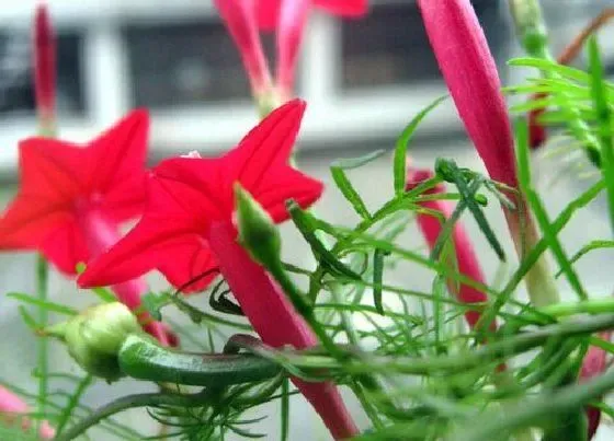 植物播种|五角星花什么时候播种合适