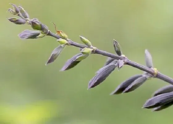 开花时间|鼠尾草一年开几次花