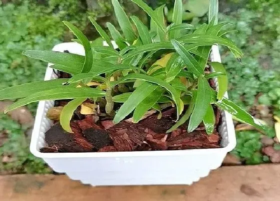 植物百科|铁皮石斛生长在什么地方