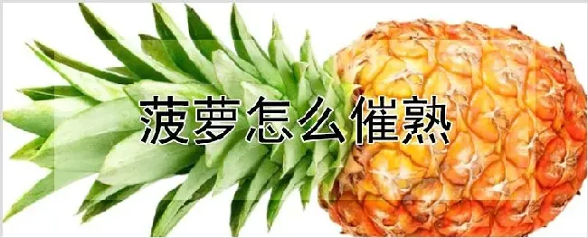 菠萝怎么催熟 | 自然知识