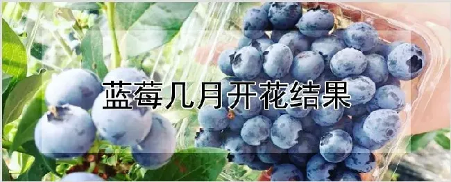 蓝莓几月开花结果 | 农业技术