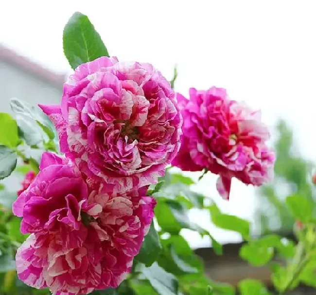 植物百科|伊蕾莎斯特月季优缺点介绍（藤本月季耐阴，一年开多次花）