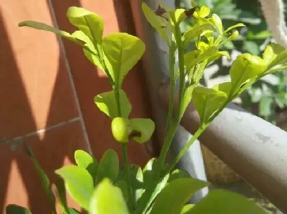冬天植物|米兰怎么过冬天