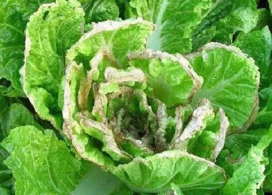 喷药|白菜钻心虫用什么药效果好最快杀死 白菜钻心虫特效药