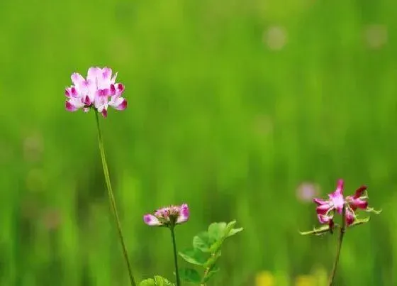 植物百科|草籽花又叫什么名字